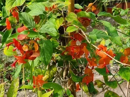 אדמום גדול גביע אדום