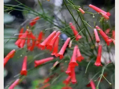 רוסליה שבטבטית ננסית