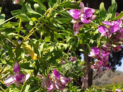 מרבה חלב הדסי