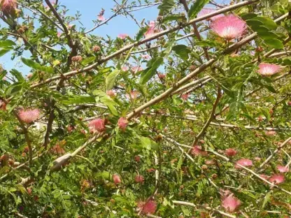 קליאנדרה ורודת קרקפות