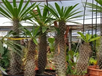 עב גזע הרדופי