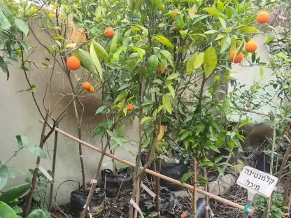 הדר המנדרין 'מיכל'