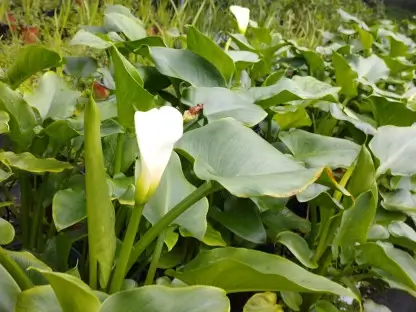 קלה לבנה - בת קלה חבשית