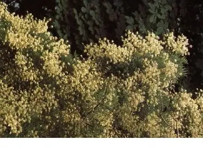 סופורה יפנית(עץ הפגודה)