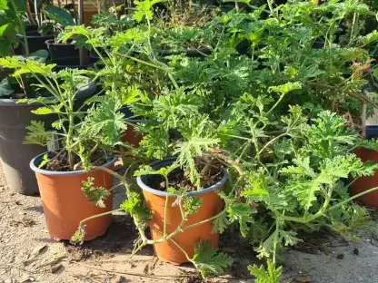 גרניום לימוני