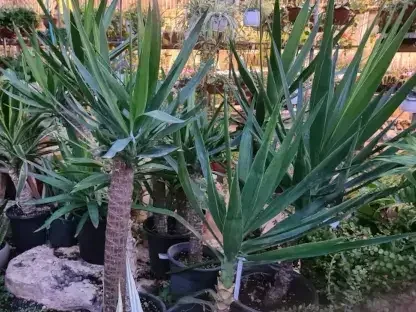 יוקה פילית - שושנת עלים דמוית דקל תדיר ירק בעל גזע ציורי ועלוה ללא קוץ דמוית חרב, פריחה לבנה במכבדים