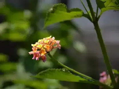 לנטנה ססגונית