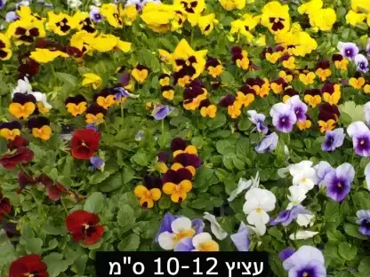 סגל אמנון ותמר