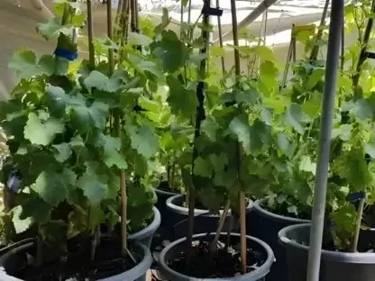 גפן סופרייר במכל – ענבים ירוקים מתוקים ללא חרצנים