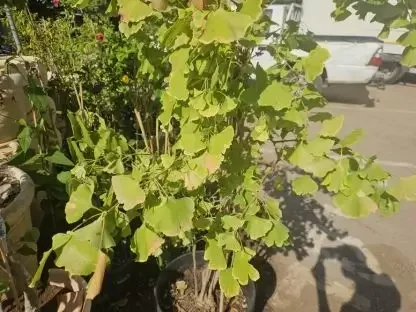 גינקו בילובה במיכל גידול – עץ מחזק זיכרון וריכוז