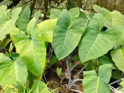 . קסנתוסומה סגולה - אוזן פיל סגול