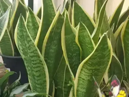 כידונן משלשת פסים צהוב שוליים