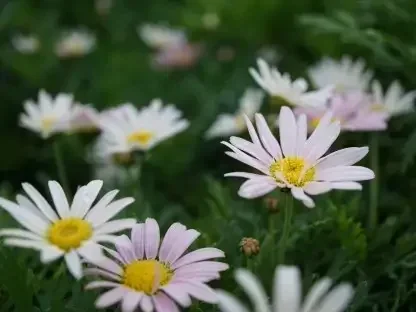 חרצית שיחית בפריחה – טיפ השקיה לפני בוא הגשם