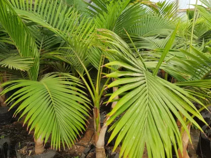 דקלים במכלי 25 ליטר במשתלה