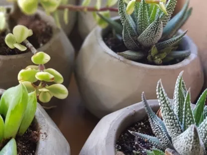 סוקולנטים שתולים ועטופים