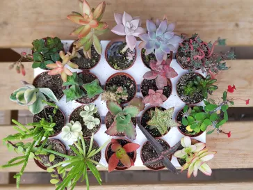 מיקס סוקולנטים לתנאי חוץ