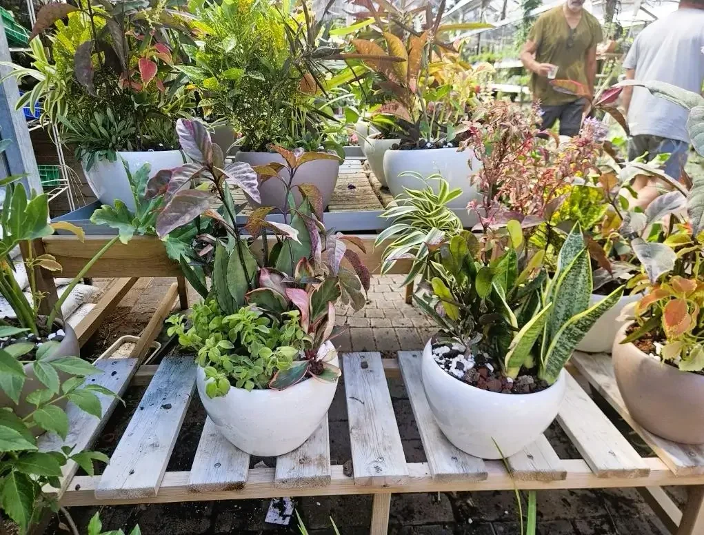 קוקטייל חגיגי בסיגון – מגוון עלווה טרופית בעציץ קרמי