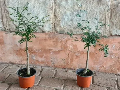 אופוקוליקריה דקארי