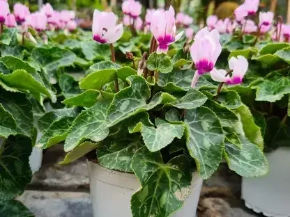 רקפות בורוד אופייני