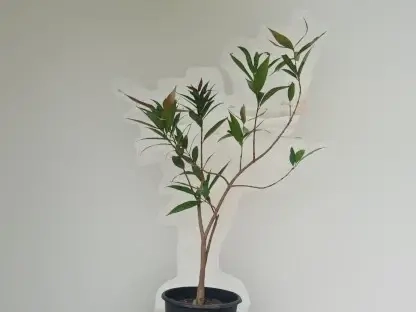 תפוח הורד, אגניה ימביה