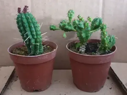 חלבלוב פרוע