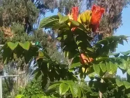 מתחלית פעמונית