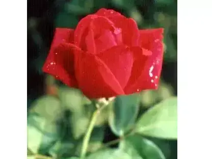 ורד (כלאי תה) 'קרייזלר אימפריאל' 04