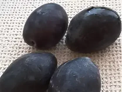 שזיף אירופי 'שגיב'