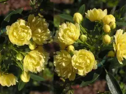 ורד בנקסי 'צהוב'