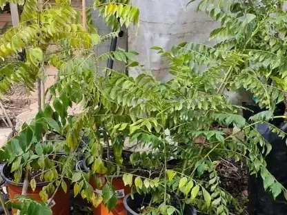 עץ עלי הקארי (מוריה קוניגי) עם עלווה ארומטית צפופה ופריחה ריחנית עדינה. עלי העץ משמשים כתבלין חשוב ב