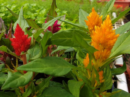 צלוסיה המתאימה לשתילה בתחילת האביב