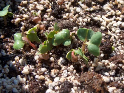 נביטה של שתילי ירקות