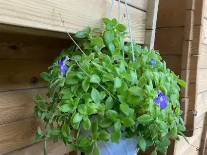 שזרית מכלוא סטרפטוקרפוס