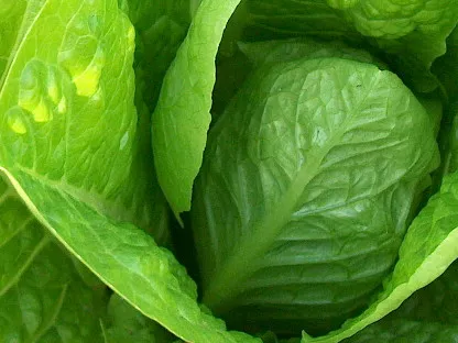 ראש חסה זום אין