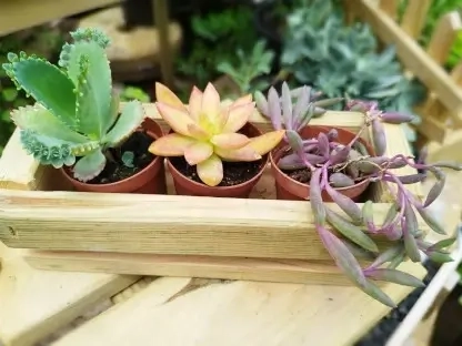 אדנית עץ עם ארבעה / שלושה סוקולנטים בעציצי קוטר 5 ס"מ מהמגוון שלנו