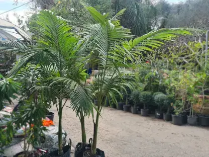 ארכונטופניקס אלקסנדרה (דקל הטבעות) 25 ליטר