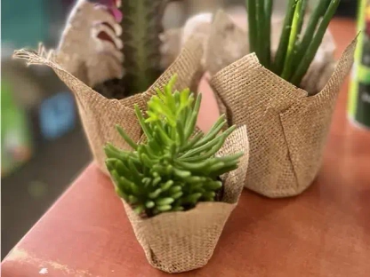 סוקולנט קטן עטוף יוטה