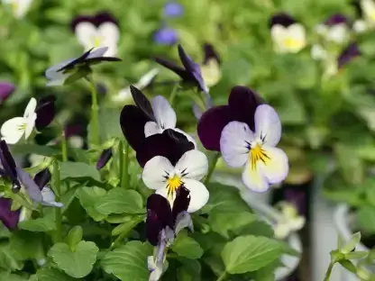 סגל אמנון ותמר פרח קטן