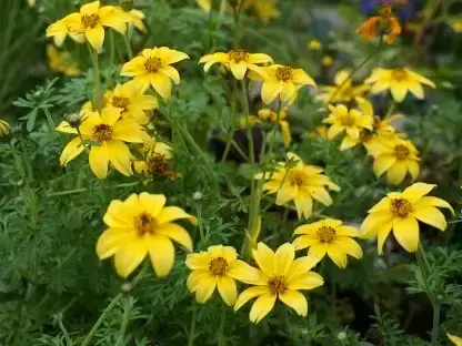 עינן (אריופס) מסרקני