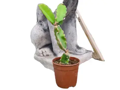 פטאיה,פיטאיה,