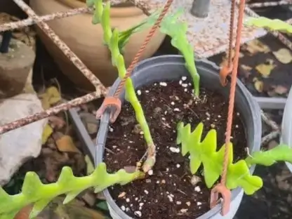 אפיפיליום זיג-זג