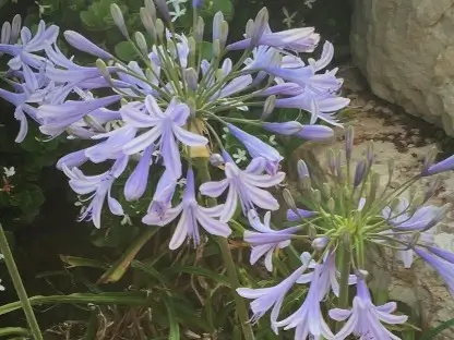 אגפנתוס אפריקני