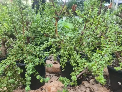 רגלנית אפריקנית (טיפוסי) בדלי 10 ליטר