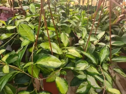 בת שבע מטפסת בקערת תליה עם עלווה מגוונת