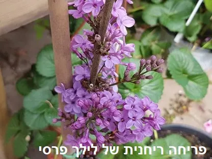 פריחה סגולה של לילך פרסי