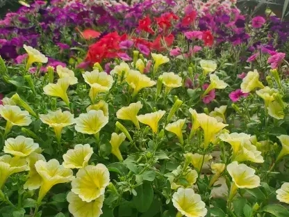 פטוניה מפלית בשלל צבעים