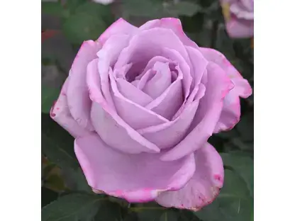 ורד 'בלו מון'