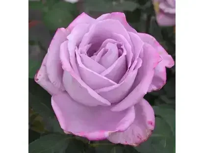 ורדים חשופי שורש - ורד חשוף שורש 'בלו מון'