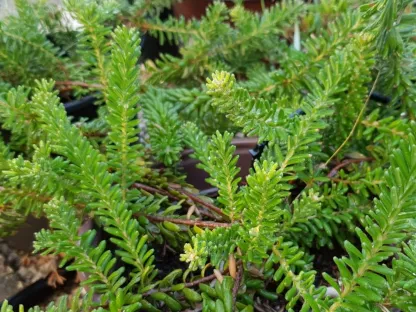 גרוילאה טמבוריקה