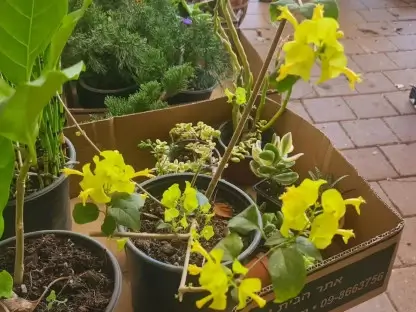 פריחה צהובה של אדמום גדול גביע